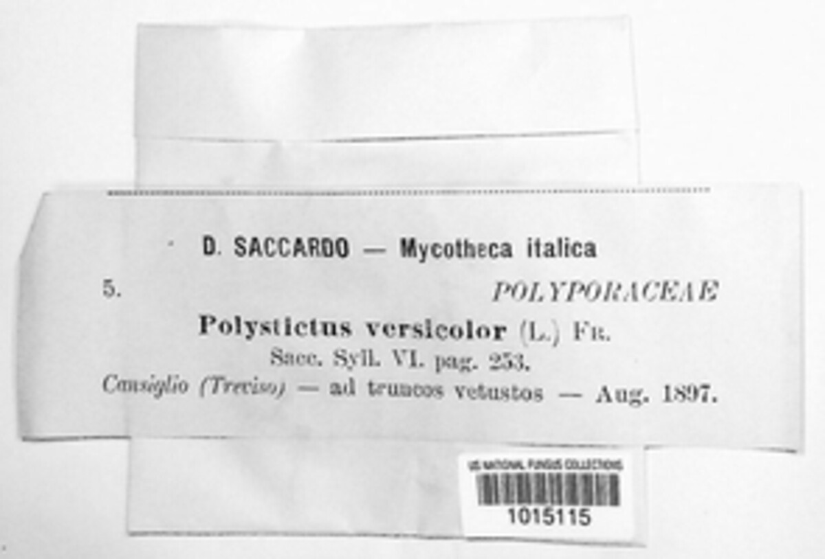 Polystictus versicolor image